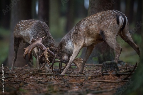 fallow-deer deer Czech Republic