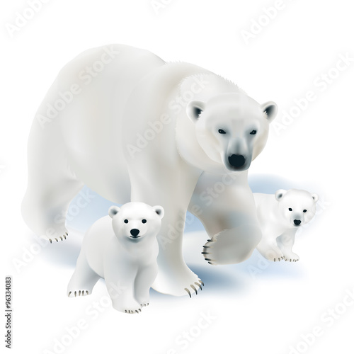 Polar bear and cubs.   Hand drawn vector illustration of a polar bear mother with her offspring on white background.  