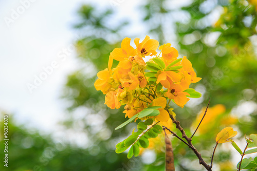 Green shrub with yellow flowers © thirathat