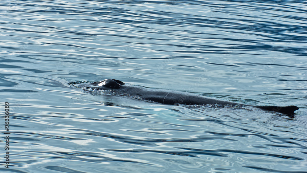 Obraz premium Watching humpback whale at Husavik bay area, north Iceland