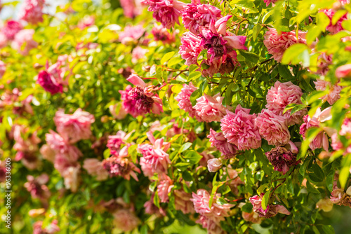 Bush of beautiful roses in a garden