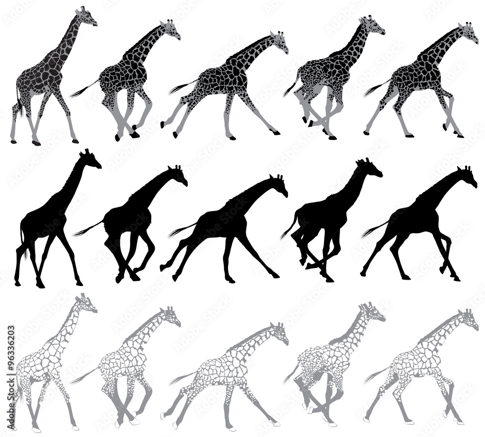Naklejka premium Set of running and walking giraffes
