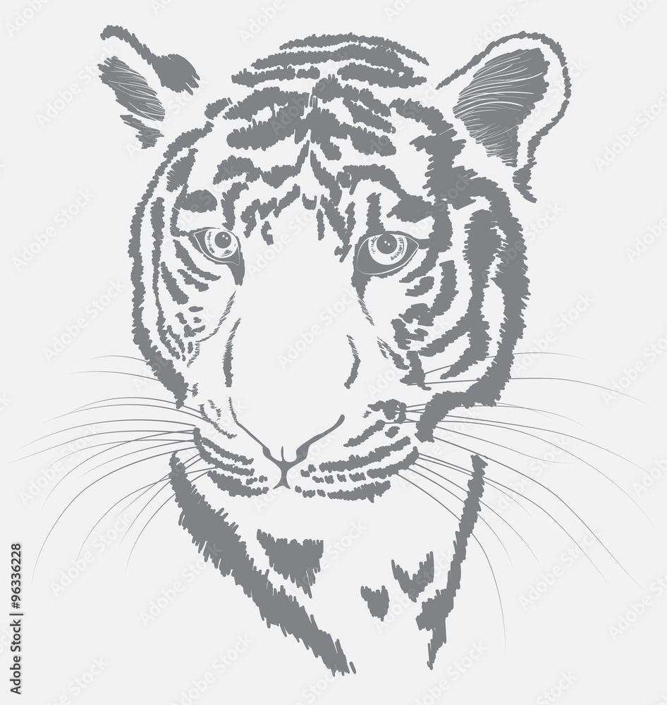 Obraz premium sketch of a tiger's face