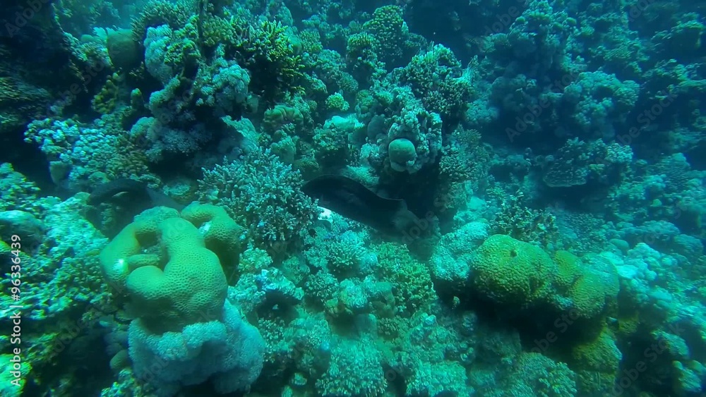 riesenmuraene schwimmt bei korallen im meer
riesenmuraene schwimmt bei korallen im meer