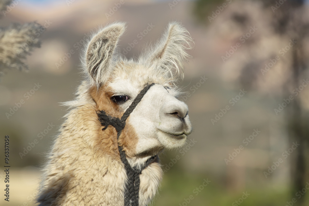 Closeup of a lama in Putre