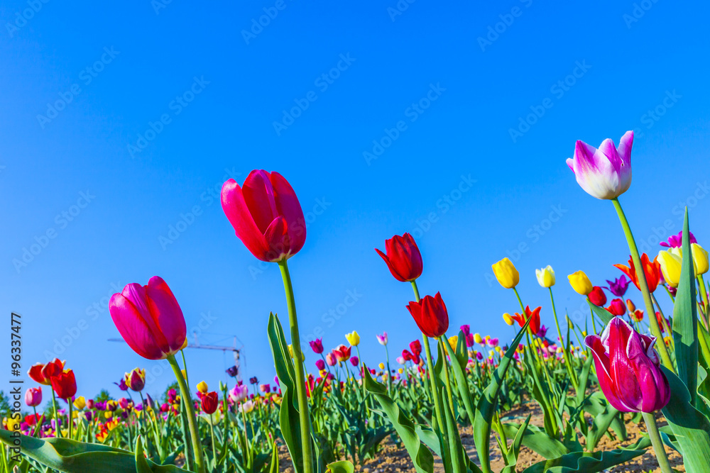 Fototapeta premium field with blooming colorful tulips