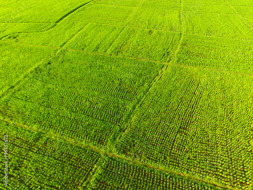 Rice field pattern