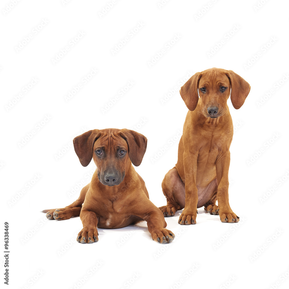 Rhodesian ridgeback puppy Rhodesian ridgeback puppy