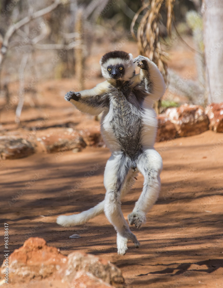 Obraz premium Dancing Sifaka is jumping. Madagascar. 