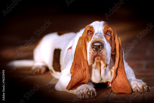basset in sunshine
