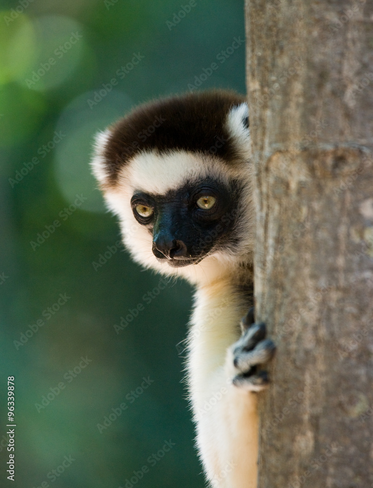 Fototapeta premium Portrait dancing Sifaka. close-up. Madagascar. An excellent illustration.