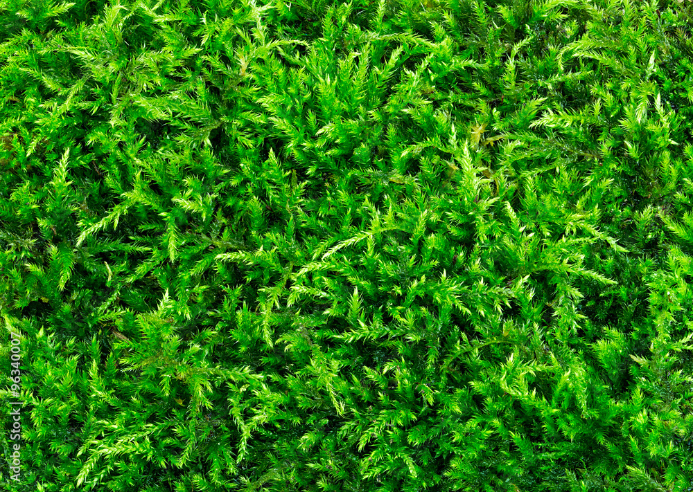 Beautiful green moss texture close-up , background with copy space. Beautiful green moss texture close-up , background with copy space.