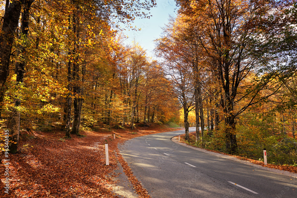 Autumn sunny orange park with road in Slovenia