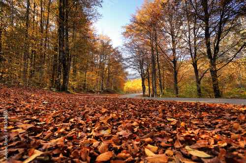 Sunny fall park with fallen leaves and road