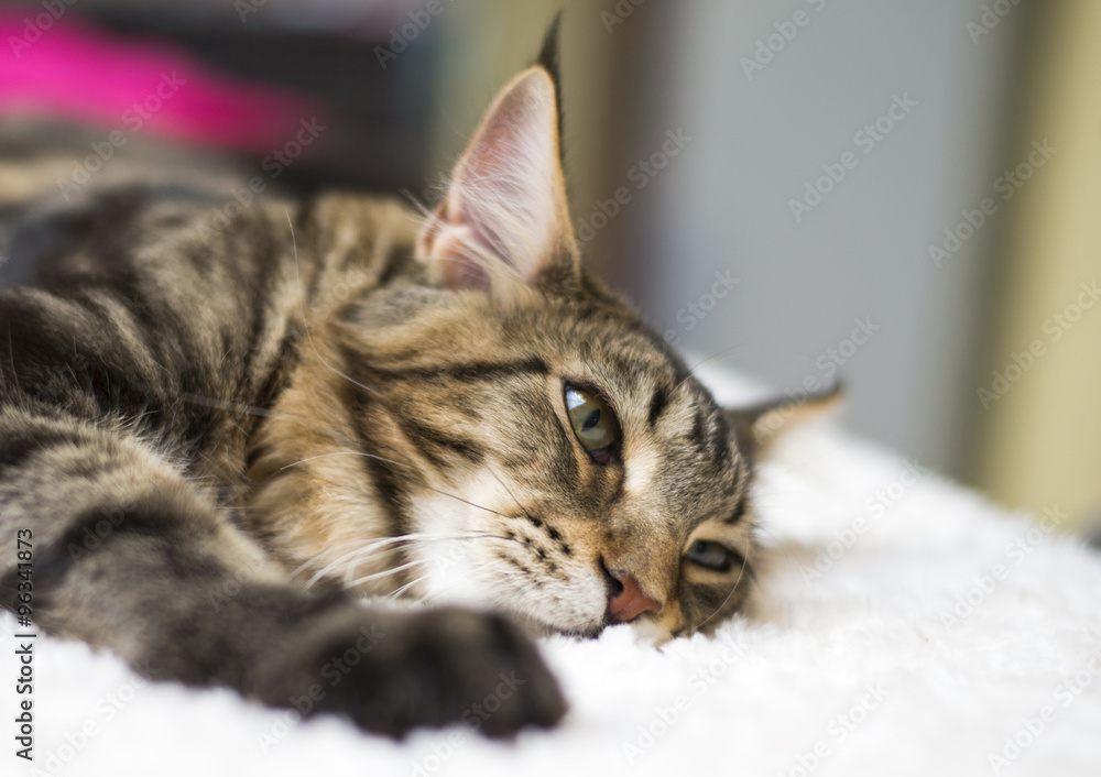 Brown Tabby Maine Coon on bed