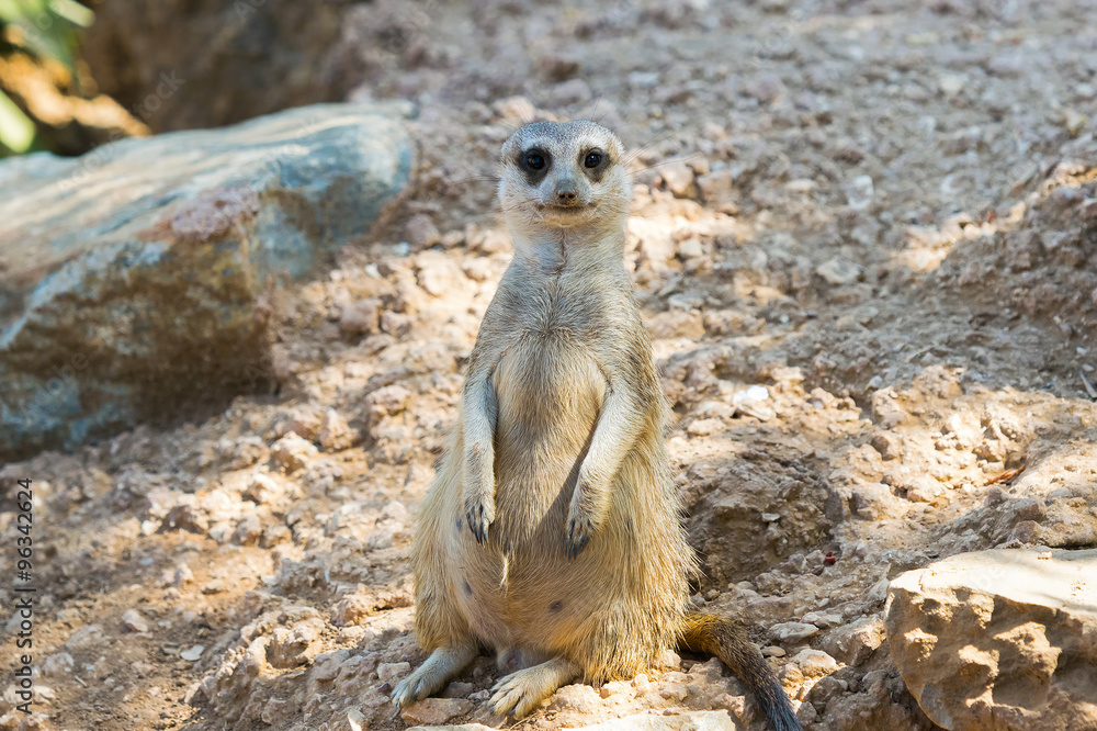 Fototapeta premium Cute suricata portrait. 