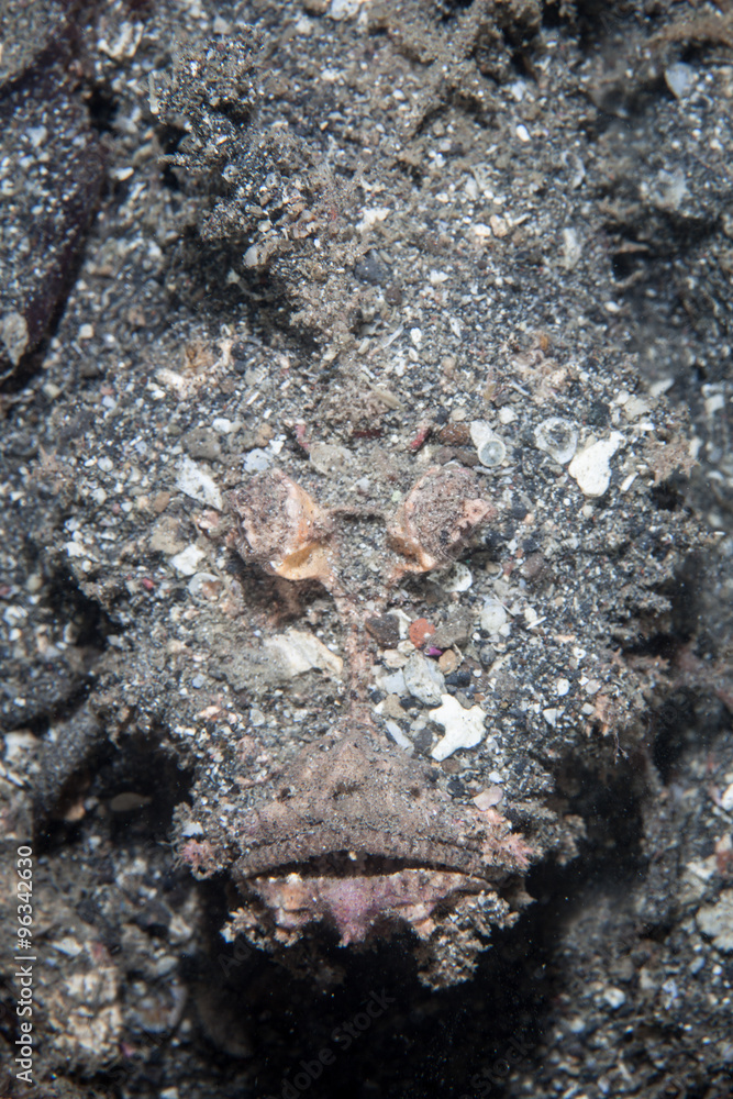 Camouflaged Spiny Devilfish Camouflaged Spiny Devilfish