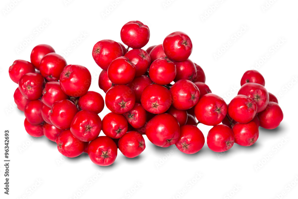Beeren der Eberesche ( Sorbus aucuparia ), isoliert Beeren der Eberesche ( Sorbus aucuparia ), isoliert