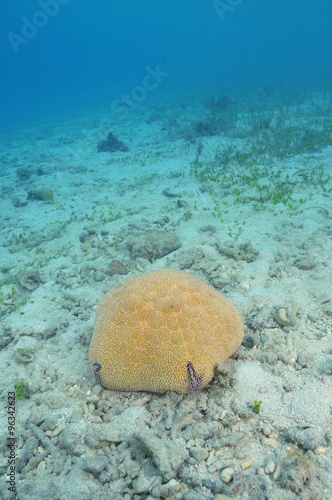 Pacific cushion sea star Culcita novaeguineae on flat sandy bottom. photo