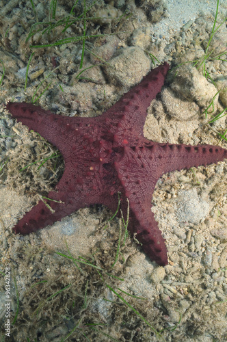 Pacific horned sea star Protoreaster nodosus on flat sandy bottom. #96342828