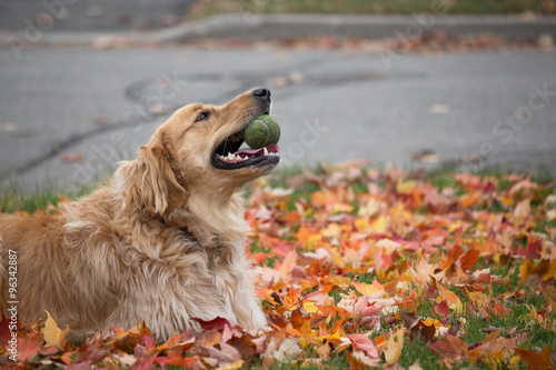 golden retriever lying on fall leaves and playing with a tennis ball