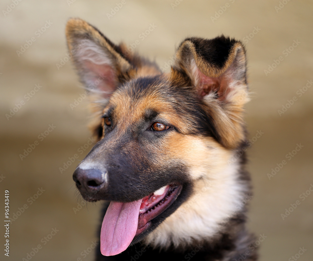 Beautiful puppy dog Shepherd Beautiful puppy dog Shepherd