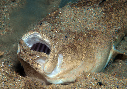 Wallpaper Mural 
Fish awaits the food hiding Torontodigital.ca