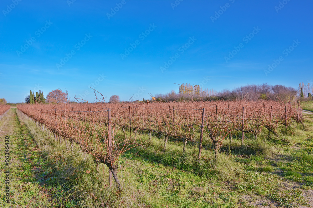 vignes en automne