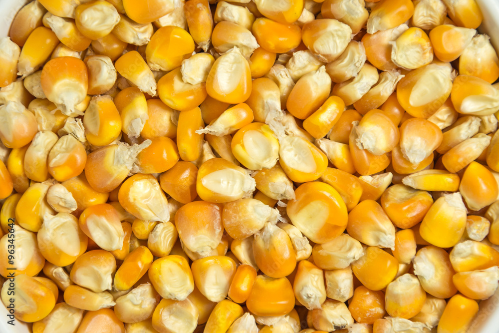 the seed corn background the seed corn background