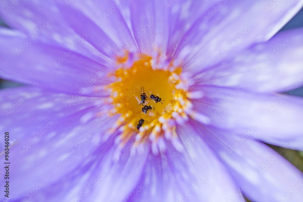 Purple lotus flower and insect on pollen - close up
Purple lotus flower and insect on pollen - close up