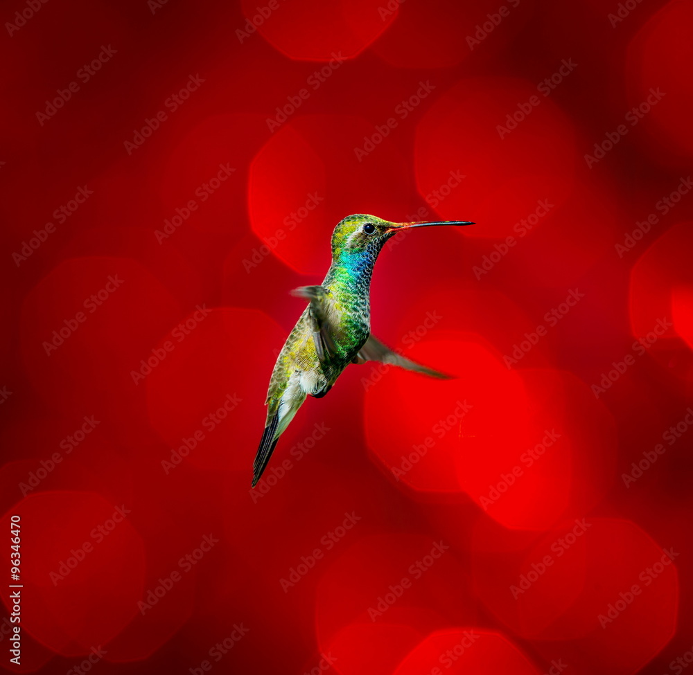 Fototapeta premium Broad billed Hummingbird. Hummingbird art and crafts. This is a new line of shots using a multicolored background to show the beauty of the bird to a new level.