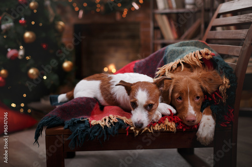 Dog Jack Russell Terrier and Dog Nova Scotia Duck Tolling Retriever holiday Christmas and New Year © annaav