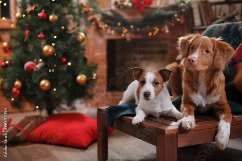 Dog Jack Russell Terrier and Dog Nova Scotia Duck Tolling Retriever holiday Christmas and New Year