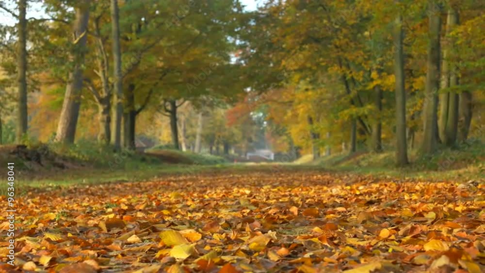 Forest path with brown, yellow and golden leafs on the ground fallen down from Beech trees in the fall. Sliding view with the camera moving. Forest path with brown, yellow and golden leafs on the ground fallen down from Beech trees in the fall. Sliding view with the camera moving.