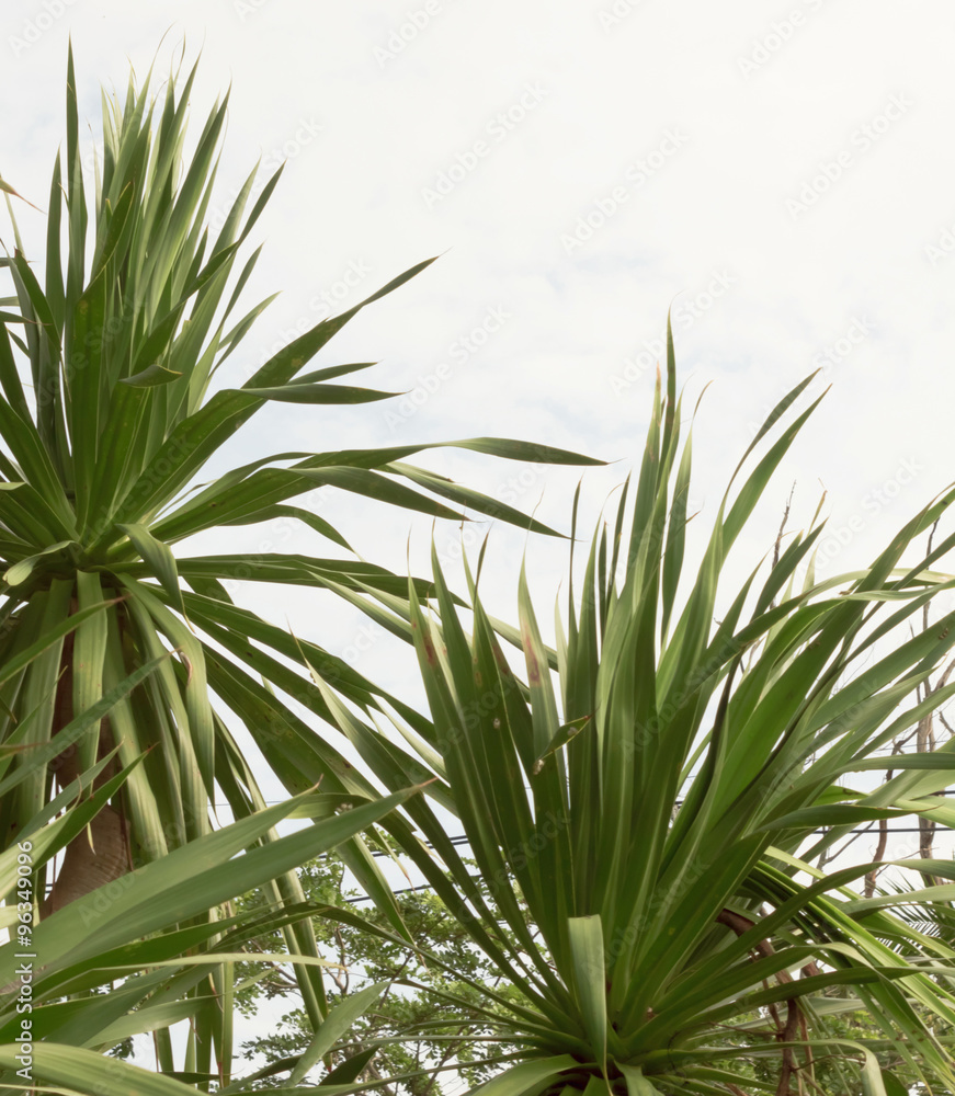 Dracaena loureiri Gagnep with blue sky Dracaena loureiri Gagnep with blue sky