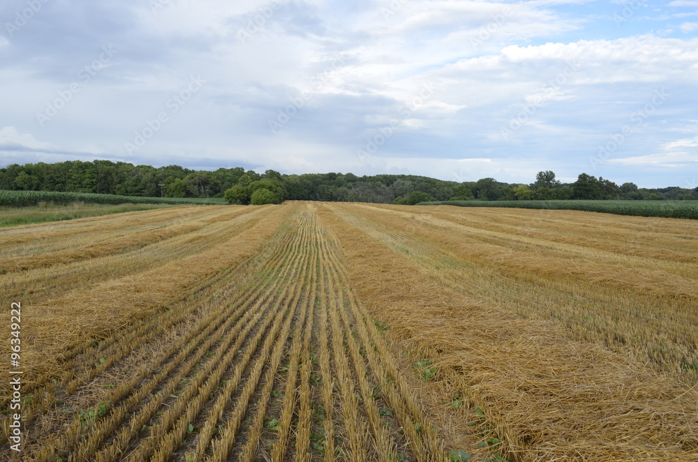 After the harvest - a field of stubble from harvested wheat crop