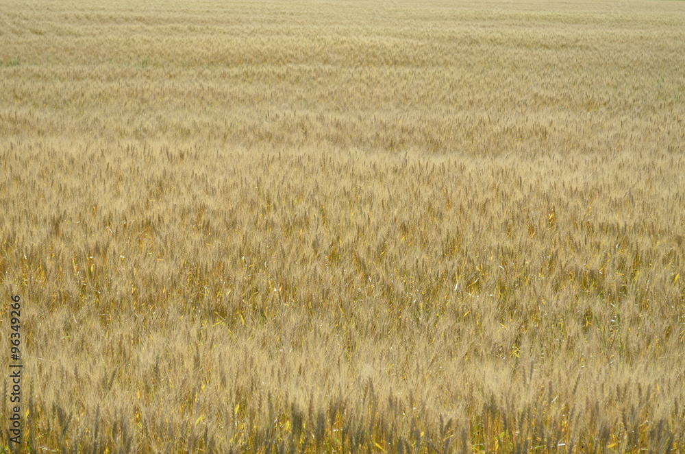 Amber Waves of Grain Wheatfield Amber Waves of Grain Wheatfield