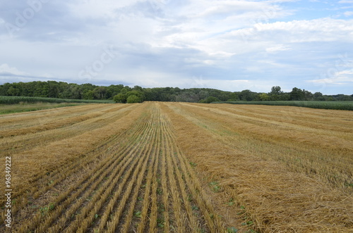Wallpaper Mural After the harvest - a field of stubble from harvested wheat crop Torontodigital.ca