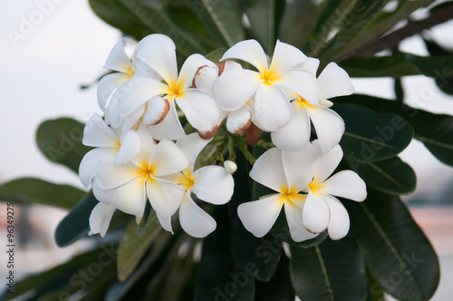 White Plumeria flower and green background