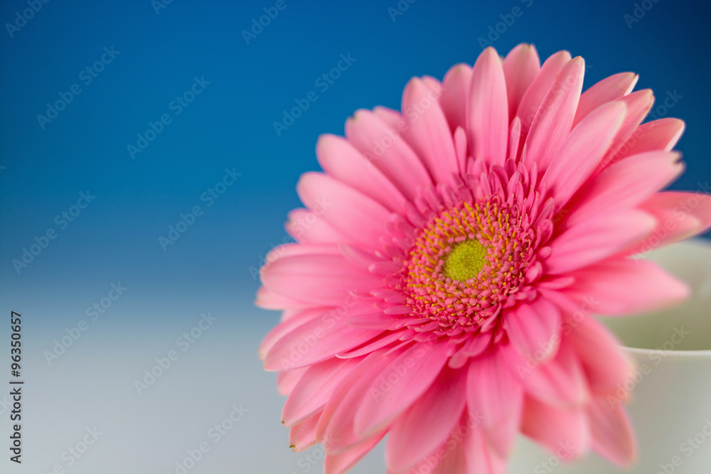 ガーベラの花 ガーベラの花