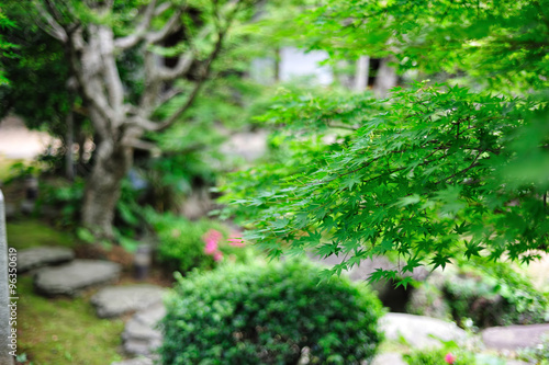 Fototapeta Naklejka Na Ścianę i Meble -  日本庭園