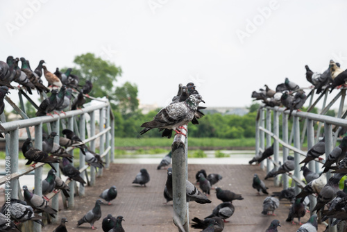 A flock of pigeons.