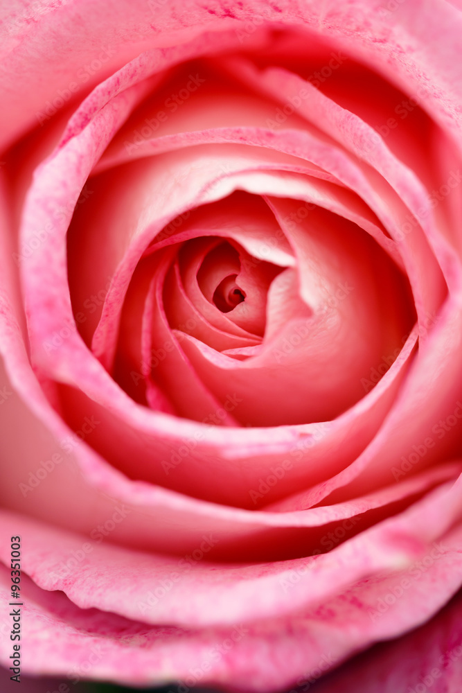 薔薇の花 薔薇の花