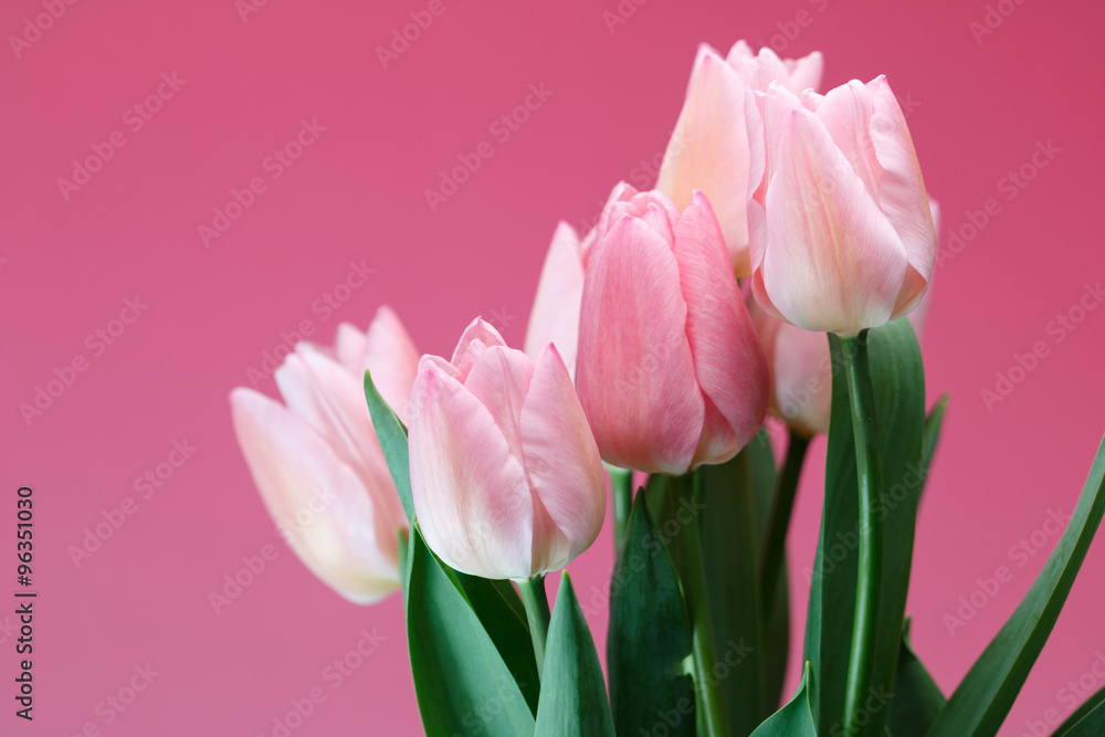 Fototapeta premium チューリップ
