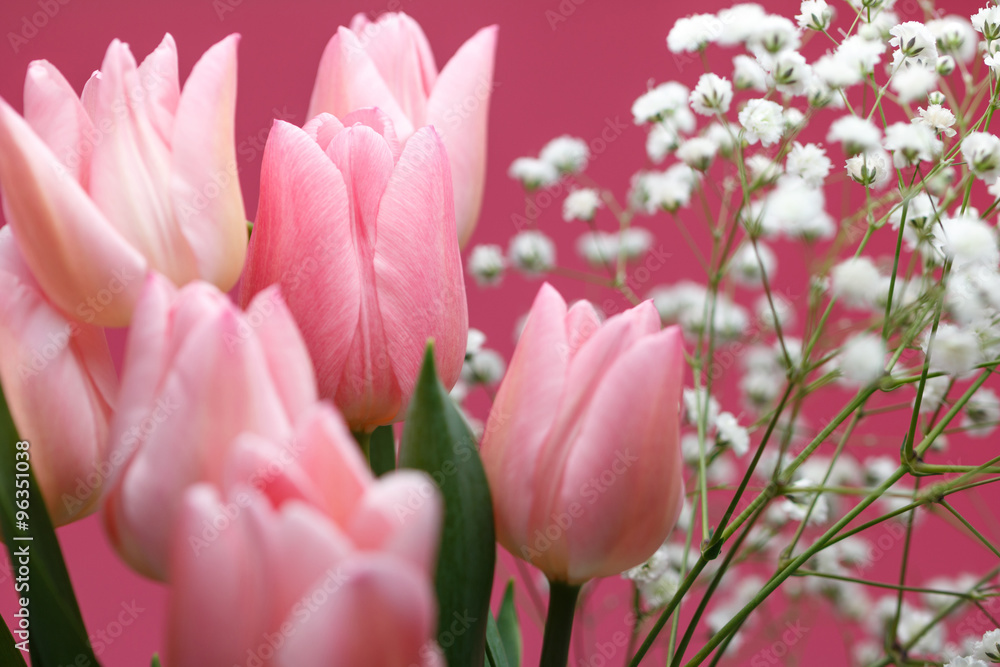 Fototapeta premium チューリップ