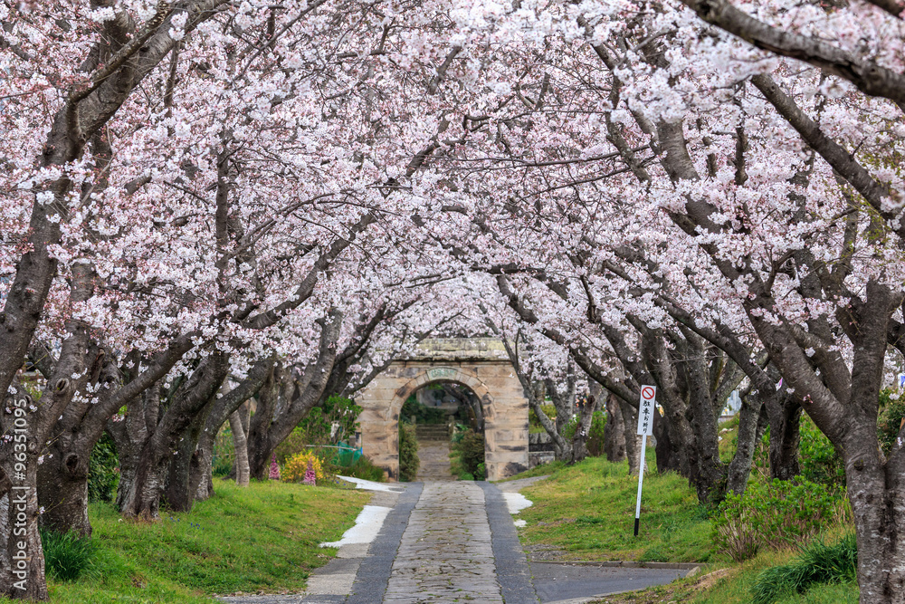 桜のアーチ＠佐賀県武雄市