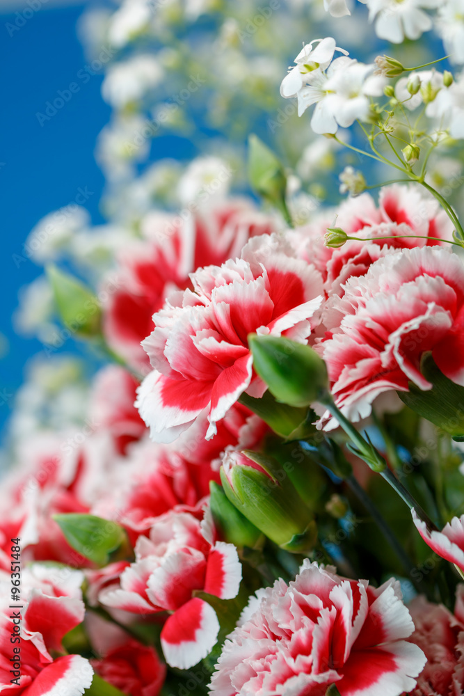 カーネーション