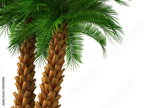 palm tree