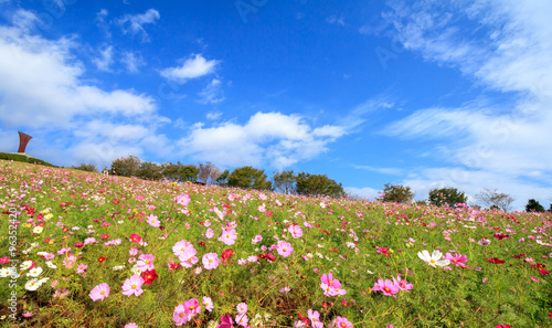 Wallpaper Mural コスモス畑＠長崎県諫早市白木峰 Torontodigital.ca