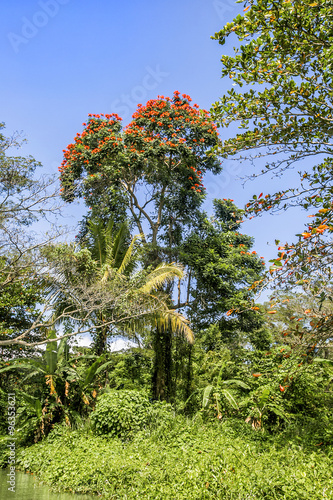 Wilderness along the Martha Brae River,  a popular tourist attra photo